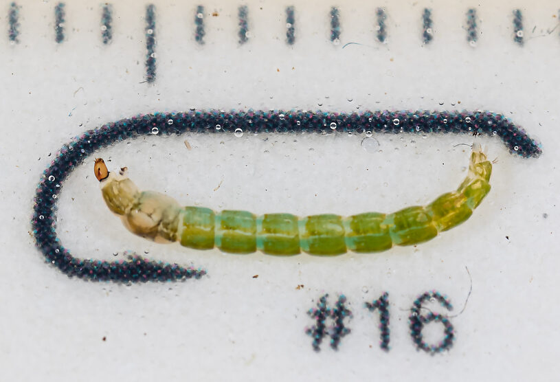 Chironomidae (Midges) Midge Larva from Mystery Creek #249 in Washington