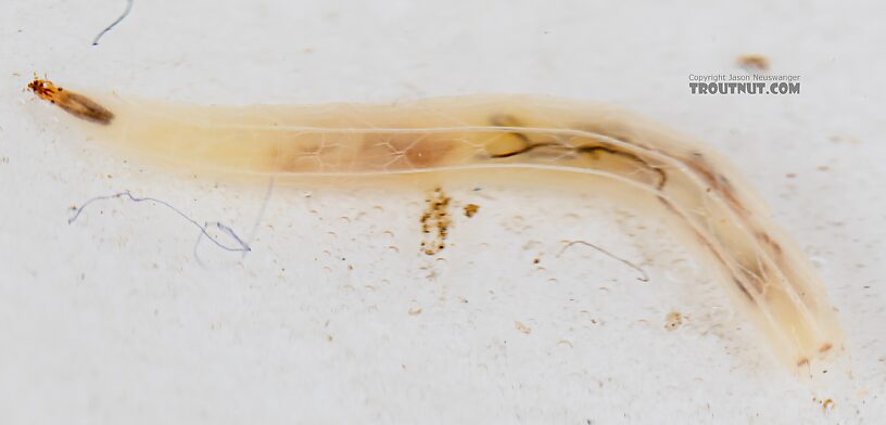 Dolichopodidae True Fly Larva from Mystery Creek #249 in Washington