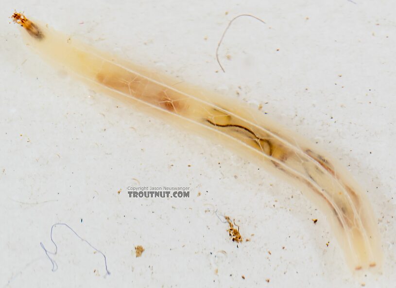 Dolichopodidae True Fly Larva from Mystery Creek #249 in Washington