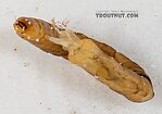 Hexatoma  True Fly Larva