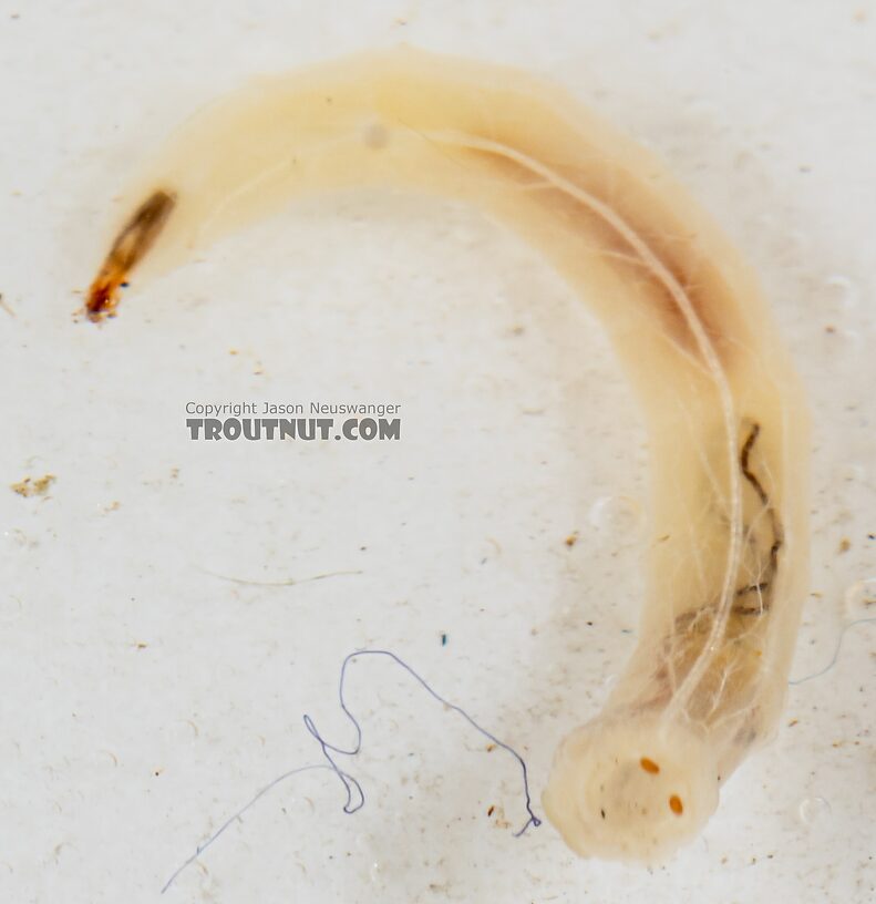 Dolichopodidae True Fly Larva from Mystery Creek #249 in Washington