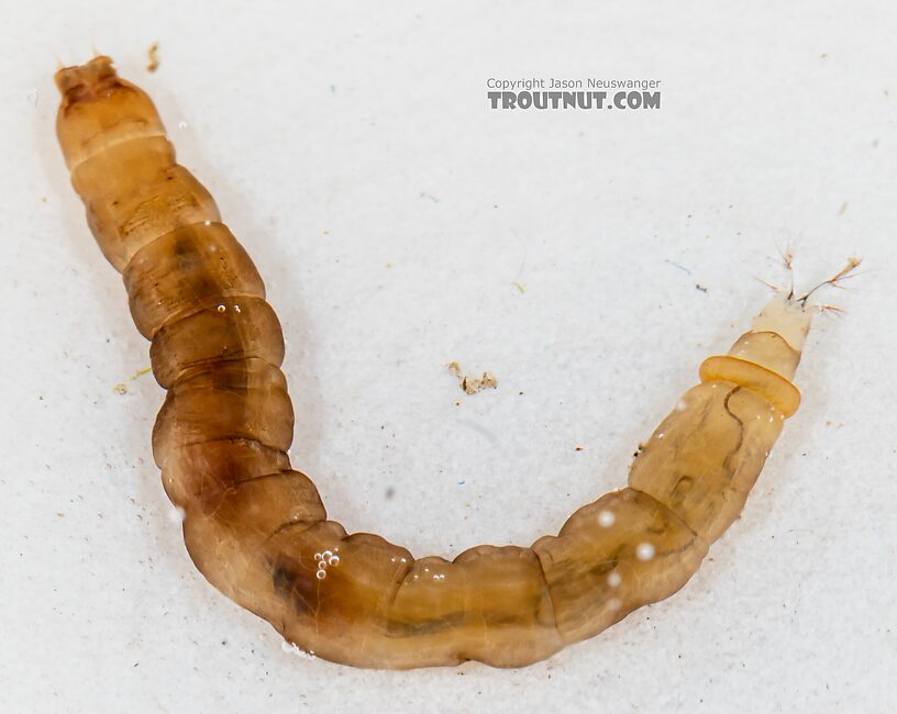 Hexatoma True Fly Larva from Mystery Creek #249 in Washington