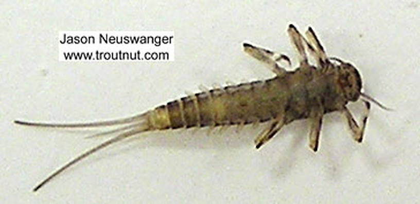 Baetidae (Blue-Winged Olives) Mayfly Nymph from unknown in Wisconsin