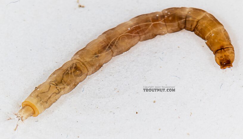 Hexatoma True Fly Larva from Mystery Creek #249 in Washington