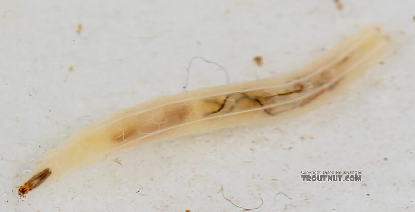 Dolichopodidae True Fly Larva from Mystery Creek #249 in Washington