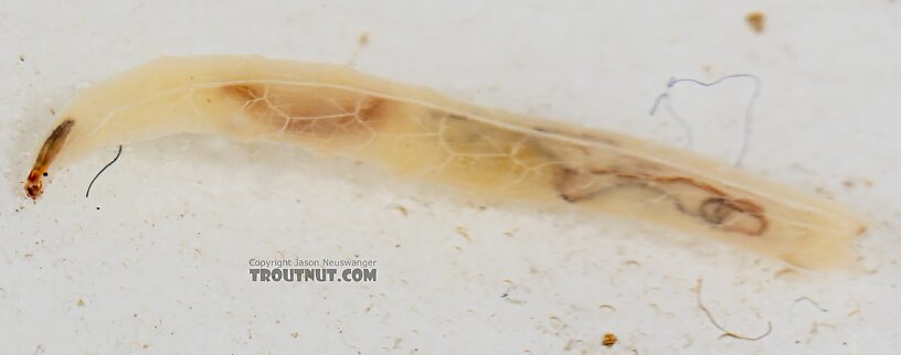 Dolichopodidae True Fly Larva from Mystery Creek #249 in Washington