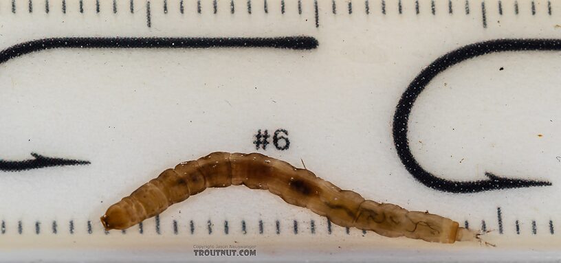 Hexatoma True Fly Larva from Mystery Creek #249 in Washington