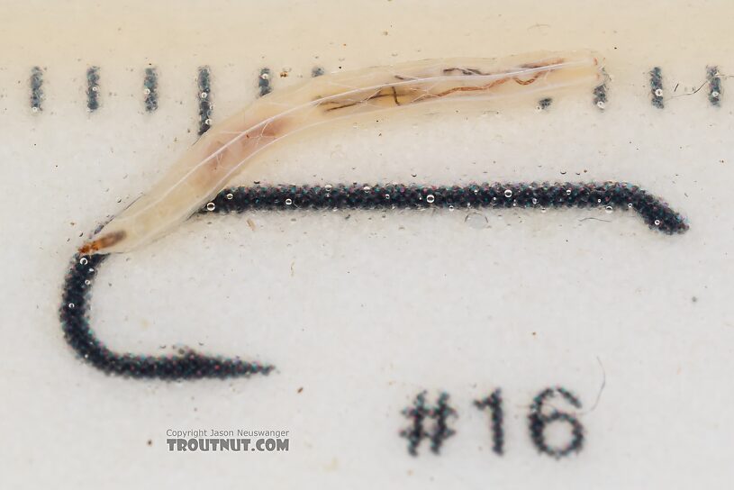 Dolichopodidae True Fly Larva from Mystery Creek #249 in Washington