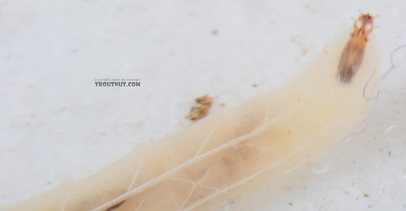 Dolichopodidae True Fly Larva from Mystery Creek #249 in Washington