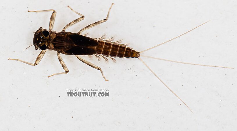 Cinygmula (Dark Red Quills) Mayfly Nymph from Mystery Creek #249 in Washington