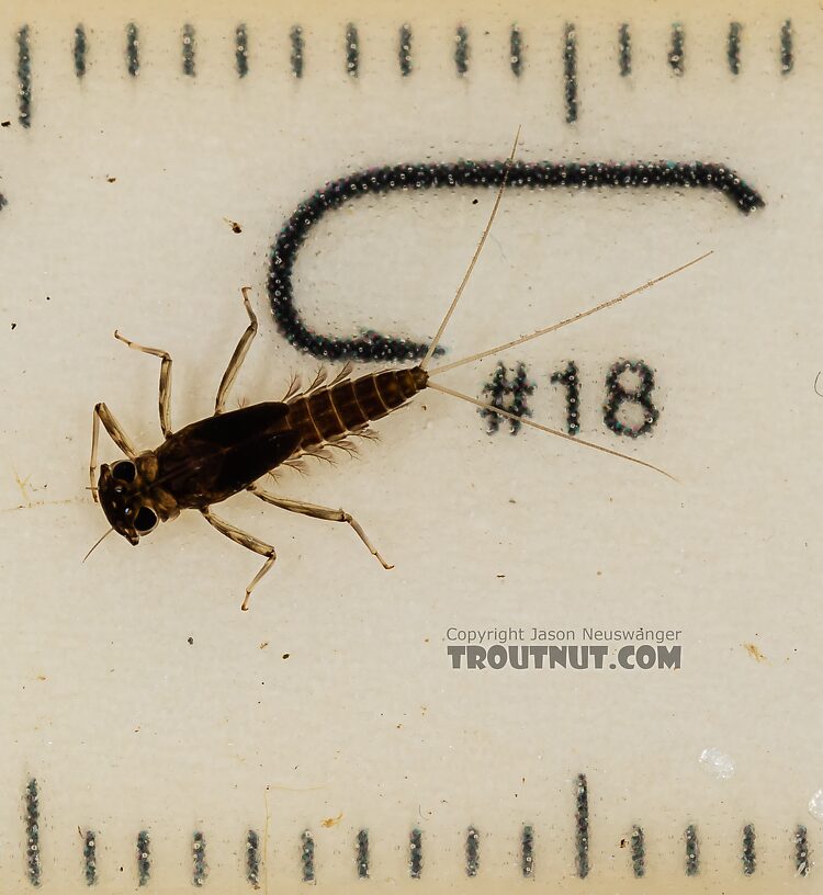 Cinygmula (Dark Red Quills) Mayfly Nymph from Mystery Creek #249 in Washington