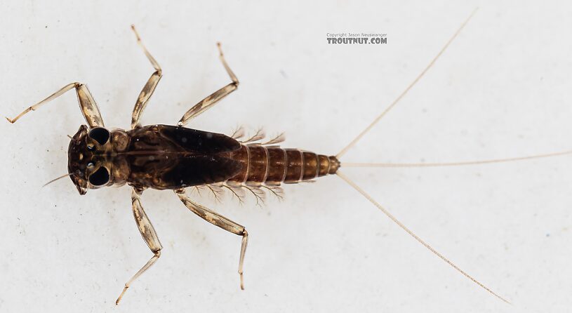 Cinygmula (Dark Red Quills) Mayfly Nymph from Mystery Creek #249 in Washington