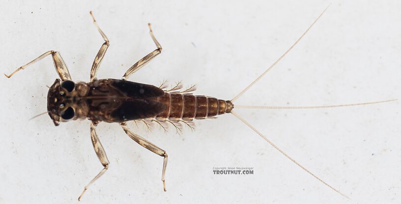 Cinygmula (Dark Red Quills) Mayfly Nymph from Mystery Creek #249 in Washington