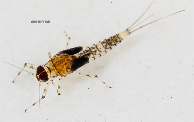 Male Baetis flavistriga (BWO) Mayfly Nymph from Mystery Creek #249 in Washington