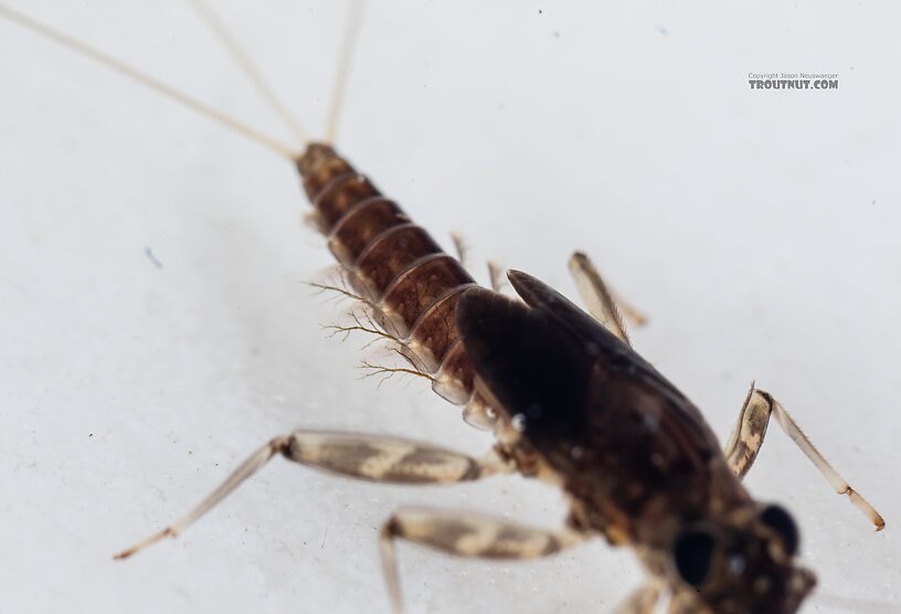 Cinygmula (Dark Red Quills) Mayfly Nymph from Mystery Creek #249 in Washington