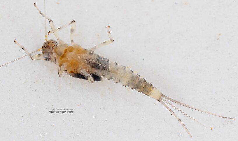 Male Baetis flavistriga (BWO) Mayfly Nymph from Mystery Creek #249 in Washington