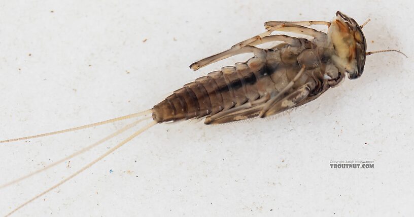 Cinygmula (Dark Red Quills) Mayfly Nymph from Mystery Creek #249 in Washington