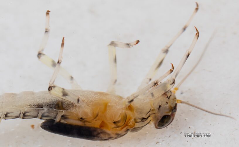 Male Baetis flavistriga (BWO) Mayfly Nymph from Mystery Creek #249 in Washington