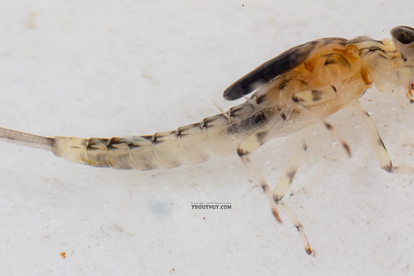 Male Baetis flavistriga (BWO) Mayfly Nymph from Mystery Creek #249 in Washington