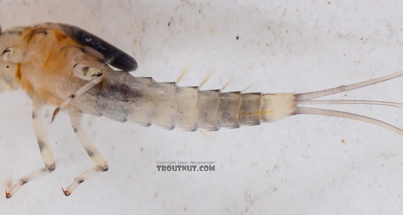 Male Baetis flavistriga (BWO) Mayfly Nymph from Mystery Creek #249 in Washington