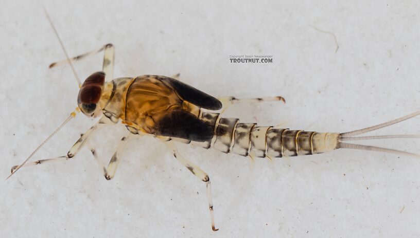 Male Baetis flavistriga (BWO) Mayfly Nymph from Mystery Creek #249 in Washington