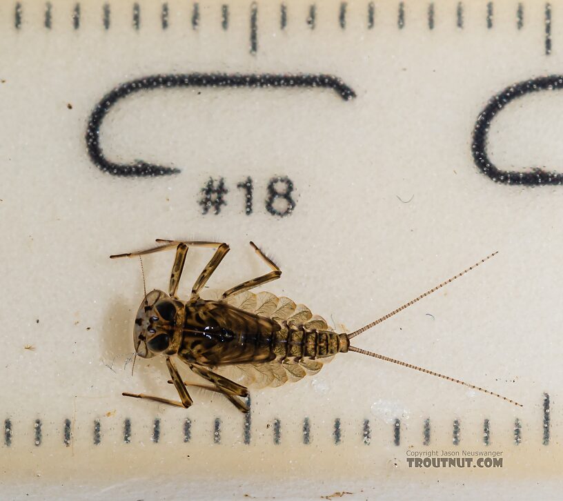 Epeorus longimanus (Slate Brown Dun) Mayfly Nymph from Mystery Creek #249 in Washington