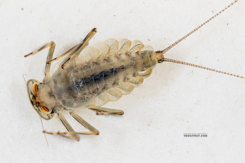 Epeorus longimanus (Slate Brown Dun) Mayfly Nymph from Mystery Creek #249 in Washington