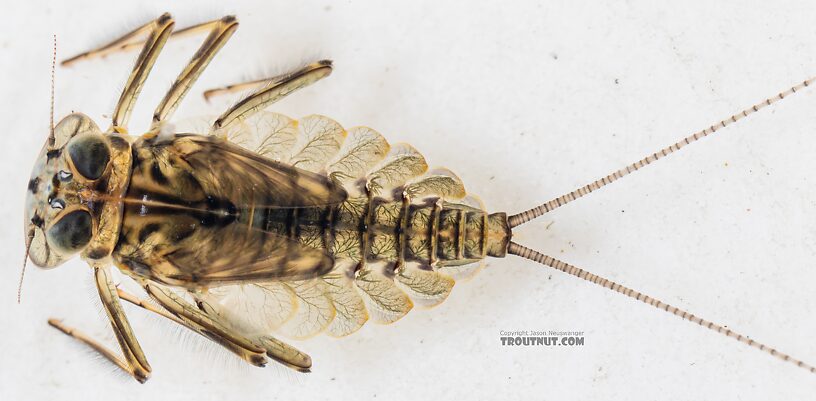 Epeorus longimanus (Slate Brown Dun) Mayfly Nymph from Mystery Creek #249 in Washington