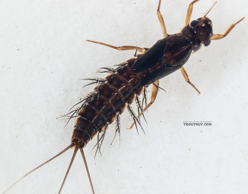 Neoleptophlebia memorialis Mayfly Nymph from the Dosewallips River in Washington