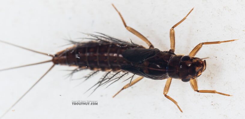 Neoleptophlebia memorialis Mayfly Nymph from the Dosewallips River in Washington