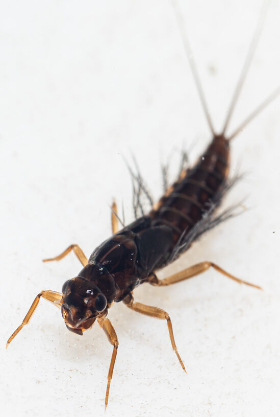 Neoleptophlebia memorialis Mayfly Nymph from the Dosewallips River in Washington