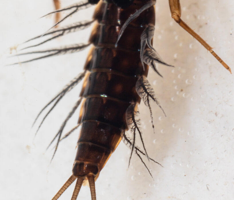 Neoleptophlebia memorialis Mayfly Nymph from the Dosewallips River in Washington