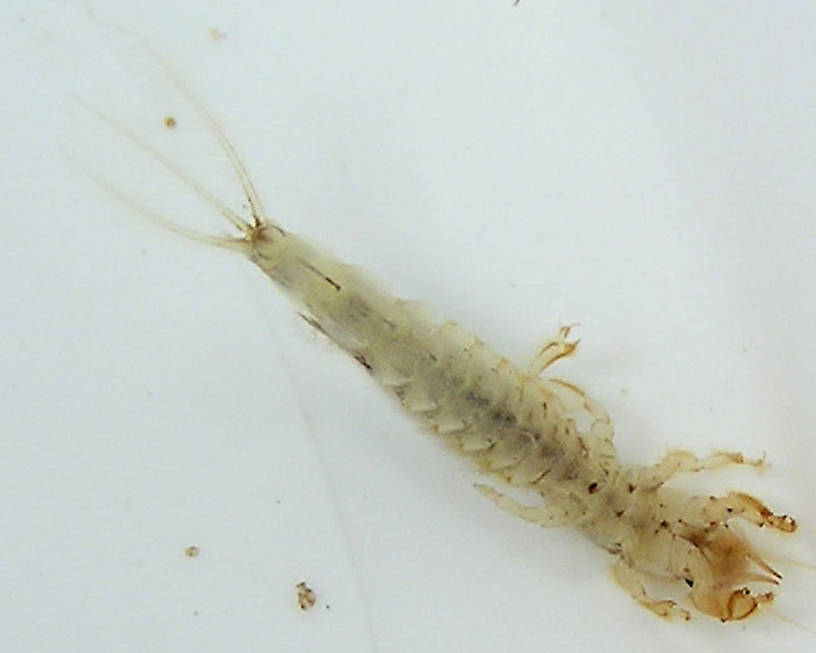 Hexagenia limbata (Hex) Mayfly Nymph from unknown in Wisconsin