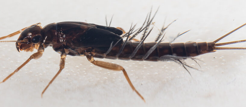 Neoleptophlebia memorialis Mayfly Nymph from the Dosewallips River in Washington