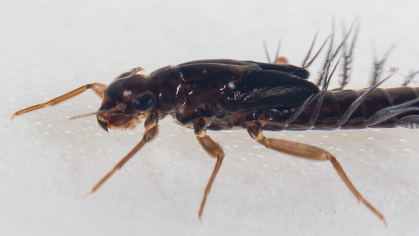 Neoleptophlebia memorialis Mayfly Nymph from the Dosewallips River in Washington