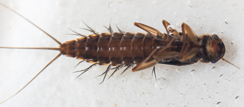 Neoleptophlebia memorialis Mayfly Nymph from the Dosewallips River in Washington