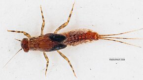 Ephemerella excrucians (Pale Morning Dun) Mayfly Nymph