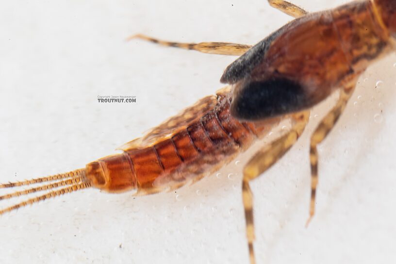 Ephemerella excrucians (Pale Morning Dun) Mayfly Nymph from the Dosewallips River in Washington