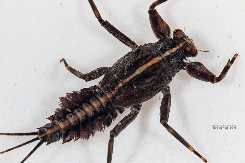 Drunella grandis (Western Green Drake) Mayfly Nymph from the Dosewallips River in Washington