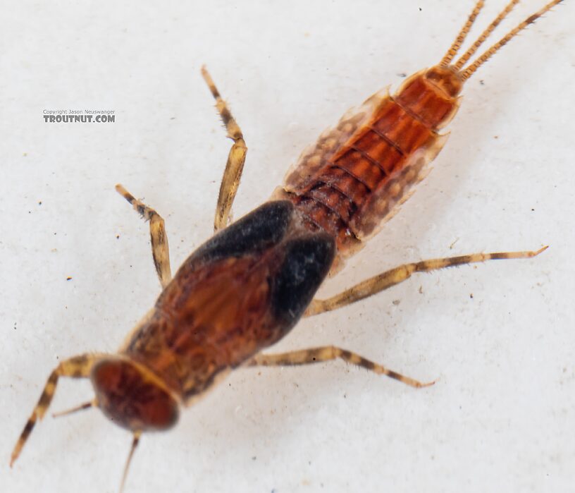 Ephemerella excrucians (Pale Morning Dun) Mayfly Nymph from the Dosewallips River in Washington