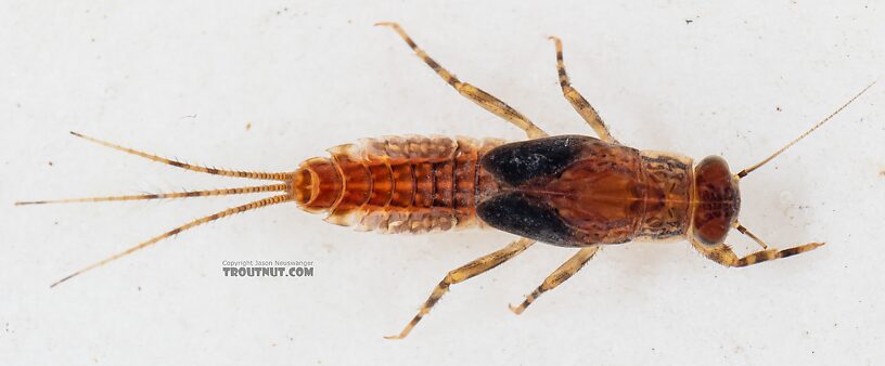 Ephemerella excrucians (Pale Morning Dun) Mayfly Nymph from the Dosewallips River in Washington