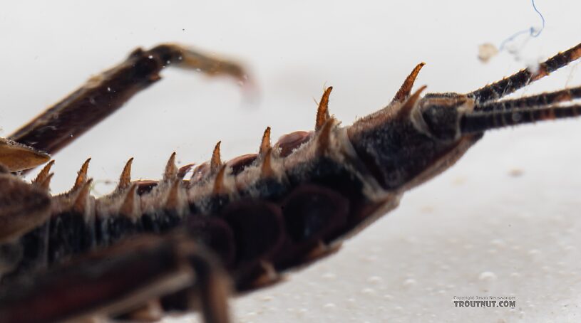 Drunella grandis (Western Green Drake) Mayfly Nymph from the Dosewallips River in Washington