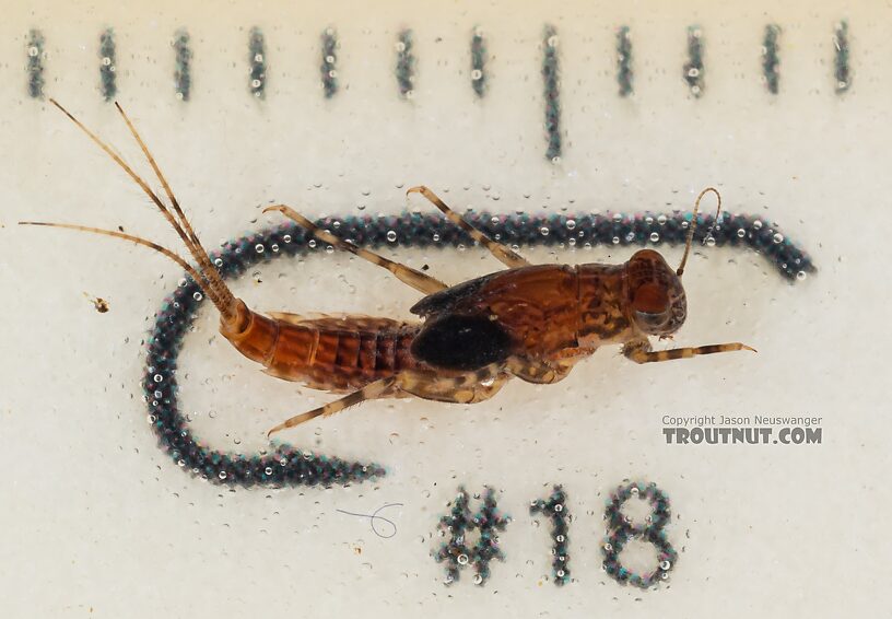 Ephemerella excrucians (Pale Morning Dun) Mayfly Nymph from the Dosewallips River in Washington