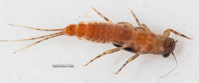 Ephemerella excrucians (Pale Morning Dun) Mayfly Nymph from the Dosewallips River in Washington