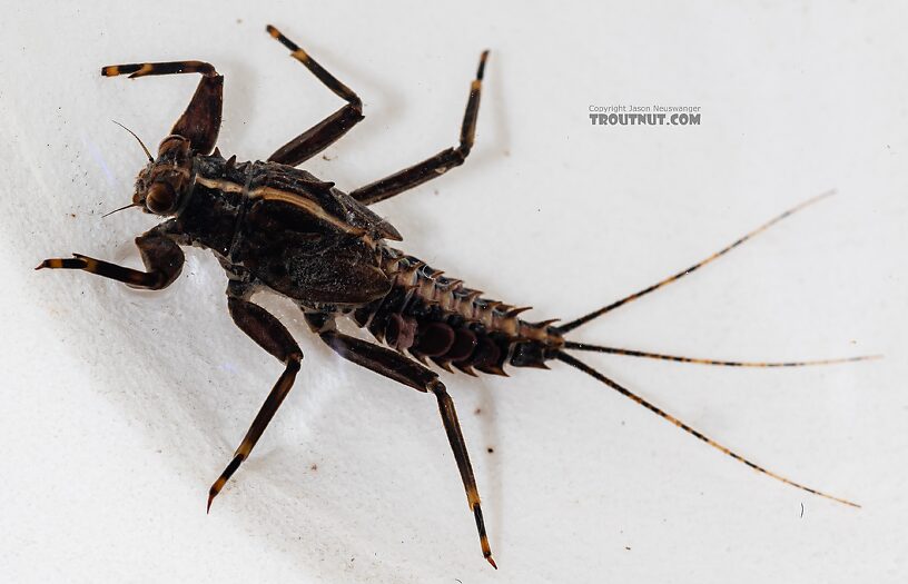 Drunella grandis (Western Green Drake) Mayfly Nymph from the Dosewallips River in Washington