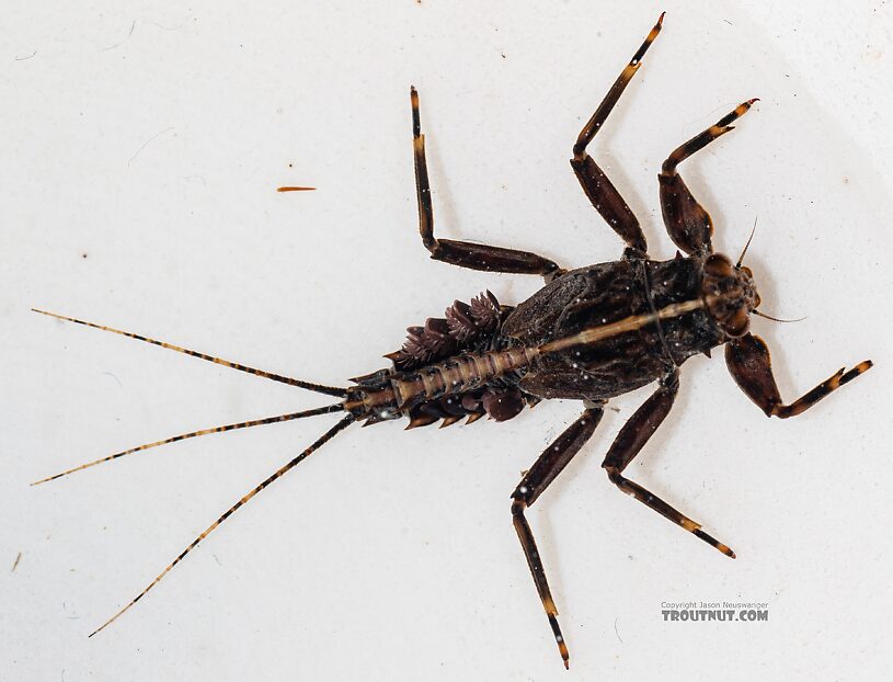 Drunella grandis (Western Green Drake) Mayfly Nymph from the Dosewallips River in Washington