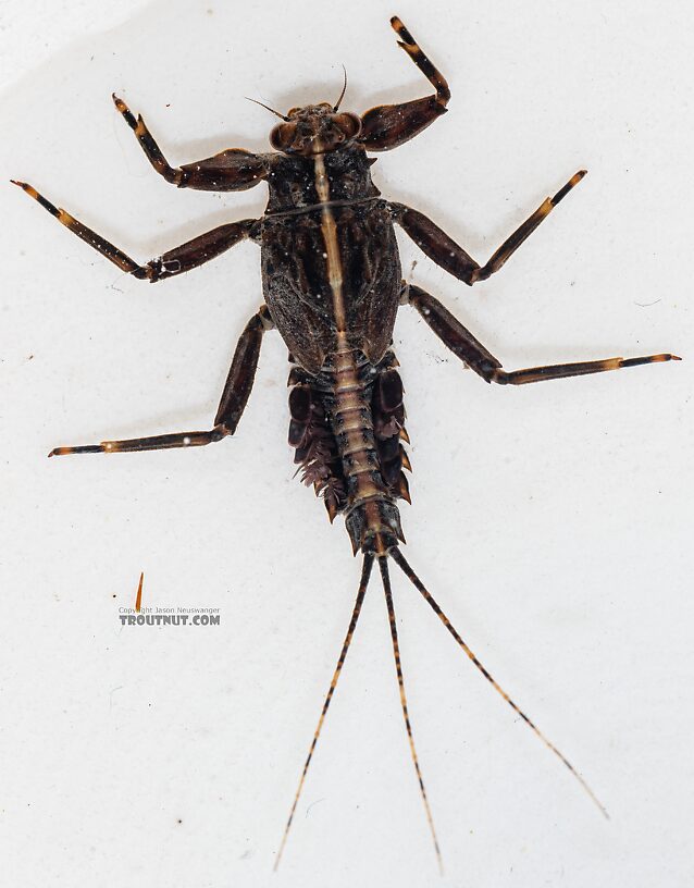 Drunella grandis (Western Green Drake) Mayfly Nymph from the Dosewallips River in Washington