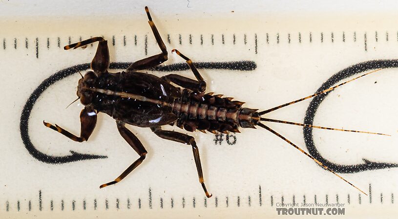 Drunella grandis (Western Green Drake) Mayfly Nymph from the Dosewallips River in Washington