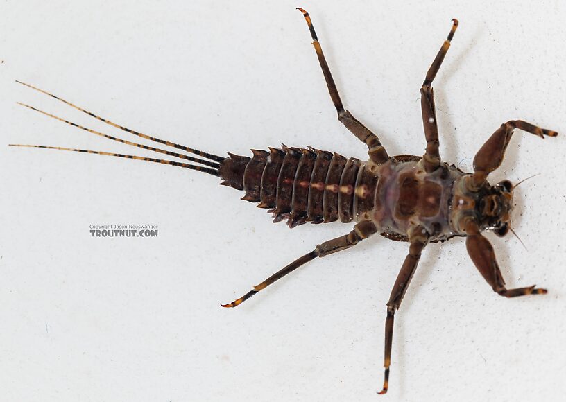 Drunella grandis (Western Green Drake) Mayfly Nymph from the Dosewallips River in Washington