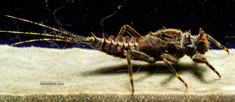 Drunella grandis (Western Green Drake) Mayfly Nymph from the Dosewallips River in Washington